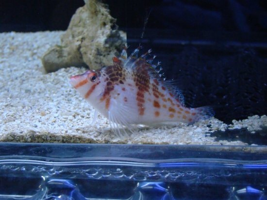  Cirrhitichthys falco (Falco’s Hawkfish, Dwarf Hawkfish)